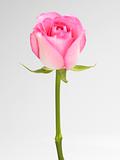 Single pink Rose