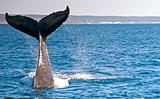 humpback Whale