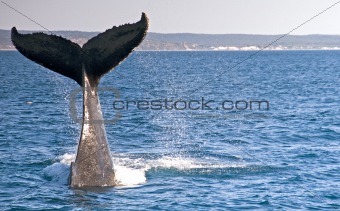 humpback Whale