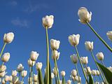 Tulips in blue sky