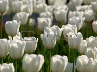 Tulips on green background