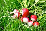 fresh radish on the green grass