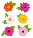 6 Colorful Daisies With Leaves, Isolated On White