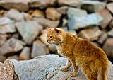Red cat on the rocks