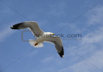 flying herring gull