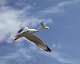 flying herring gull