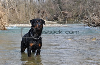 rottweiler in river