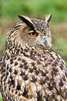 Eagle owl looking backward