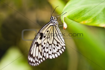 Paper kite butterfly hanging on leaf