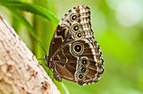 Blue morpho tropical butterfly