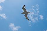 Seagull Vs Sky