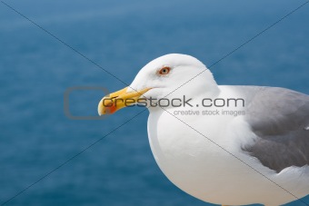 The courious gull