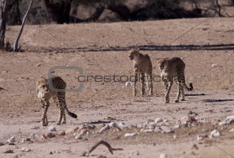 Cheetahs