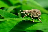 A white Weevil