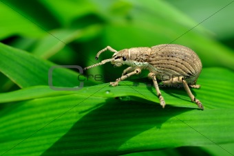 A white Weevil