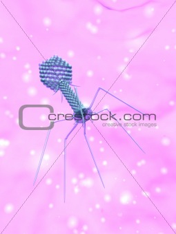 bacteriophage