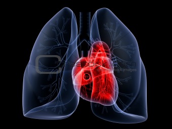 lung and heart