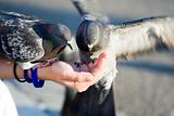 Couple of pigeons are eating crumbs from womans hand 