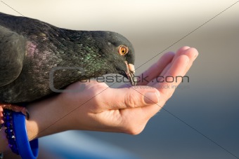 Pigeon is eating from womans hand