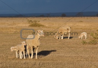 Female sheep with twin lambs