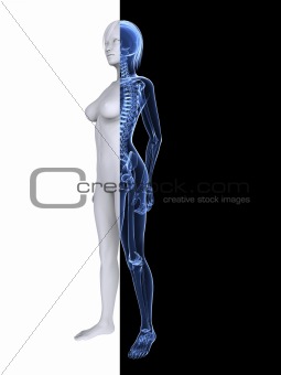 x--ray female skeleton