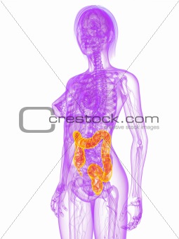 highlighted colon
