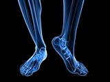 x-ray foot illustration