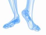 x-ray foot illustration