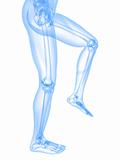 knee illustration