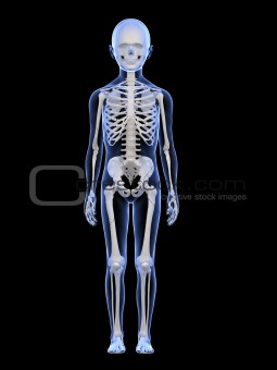 male child anatomy - skeletal