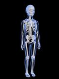 male child anatomy - skeletal