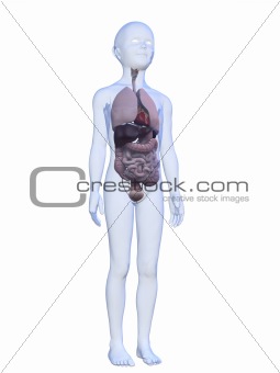 male child anatomy