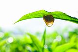 Snail on tea leaf 