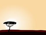 African safari background with acacia black tree silhouette