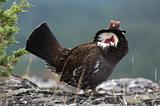 Male Blue Grouse