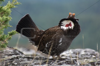 Male Blue Grouse