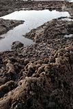 black rock seaweed