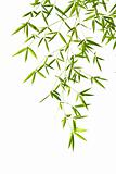 bamboo leaves isolated on a white background
