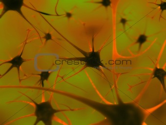 neurons in the brain