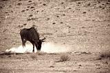 Wildebeest stirring up dust
