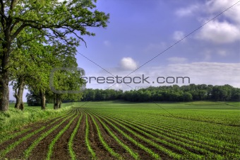 Rows of freshly planted corn sprouting up