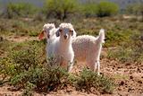 Young Angora Goats