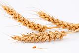 Kolosok wheat