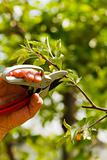 Pruning a tree by hand