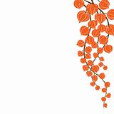 Beautiful orange flowers.Vector illustration