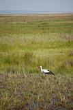 Stork in the wetlands
