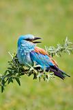 Portrait of an European Roller sitting on a branch