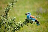 Portrait of an European Roller sitting on a branch