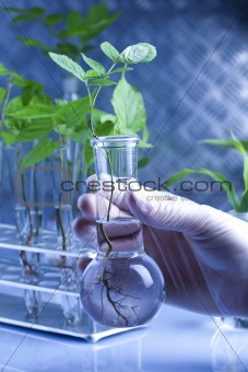Scientist working in a laboratory and plants