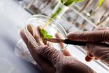 Scientist  samples of  super grow plants
